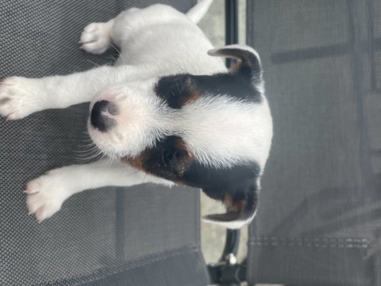 Beautiful True Black/White Jack Russell Male and female text for more information.-- text us ‪(405 Image eClassifieds4u