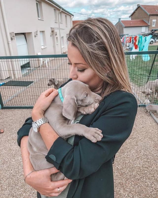 🟥🍁🟥 CANADIAN Weimaraner 🐶 Puppies for Sale 650$ 🐶🐶 Image eClassifieds4u