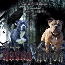 American Bully Puppies