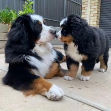 Bernese Mountain puppies for adoption (blenscott3@gmail.com)