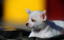 Good Looking Tea cup chihuahua Puppies For Adoption