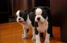 Gorgeous Boston Terrier Puppies For Adoption