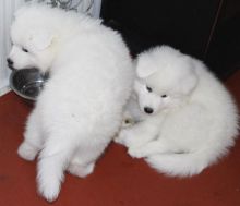 HOME TRAINED SAMOYED PUPPIES FOR ADOPTION ( kanegray552@gmail.com)