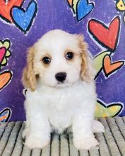 Magnificent Cavachon puppies available now!!