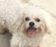 Male and female Cavachon babies available!!!