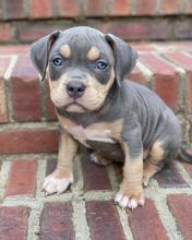 Pitbull 2 for adoption (brolyjackson41@gmail.com)