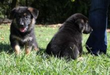 pure Breed German Shepherd puppies For Adoption Now Available