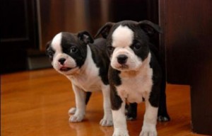 Gorgeous Boston Terrier Puppies For Adoption Image eClassifieds4u