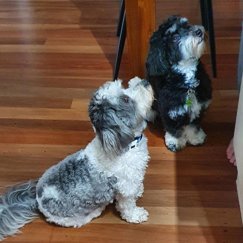 Havanese PUPPIES FOR ADOPTION (yannickbree@gmail.com) Image eClassifieds4u