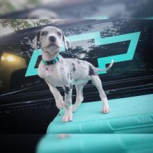 🟥🍁🟥 CANADIAN 💗 ITALIAN GREYHOUND 🐶 PUPPIES 🟥🍁🟥 Image eClassifieds4u 1