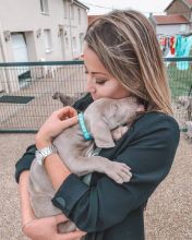 🟥🍁🟥 CANADIAN Weimaraner 🐶 Puppies for Sale 650$ 🐶🐶 Image eClassifieds4U