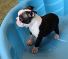 Gorgeous Boston Terrier Puppies For Adoption Image eClassifieds4u 1