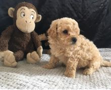 🟥🍁🟥 CANADIAN 💗 MALTIPOO PUPPIES $650 🐶🐶