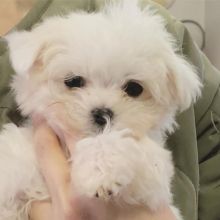 Staggering Ckc Maltese Puppies Available [ mountjordan17@gmail.com]