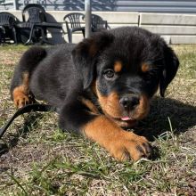 Beautiful male and female Rottweiler puppies.