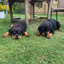 Cute Rottweiler Puppies Available