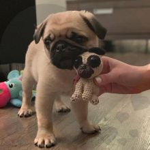 Joyful lovely Male and Female Pug Puppies for adoption