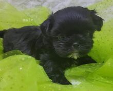 Zhitzu puppies