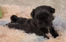 Zhitzu puppies
