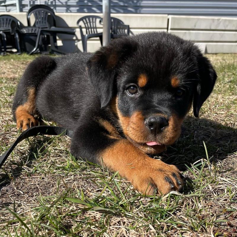 Beautiful male and female Rottweiler puppies. Image eClassifieds4u