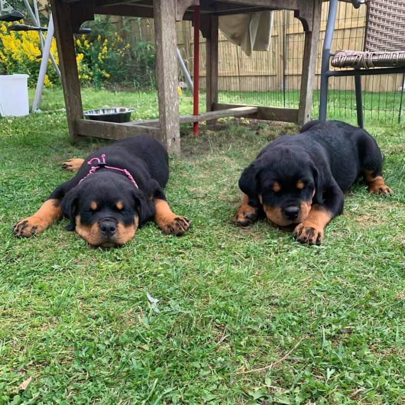 Cute Rottweiler Puppies Available Image eClassifieds4u