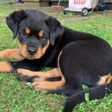 Rottweiler puppies for adoption Image eClassifieds4U