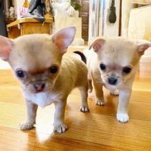 Teacup chihuahua puppies available. Image eClassifieds4u 2