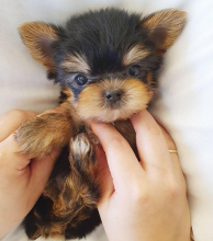 Teacup Yorkie puppies available Image eClassifieds4u 4