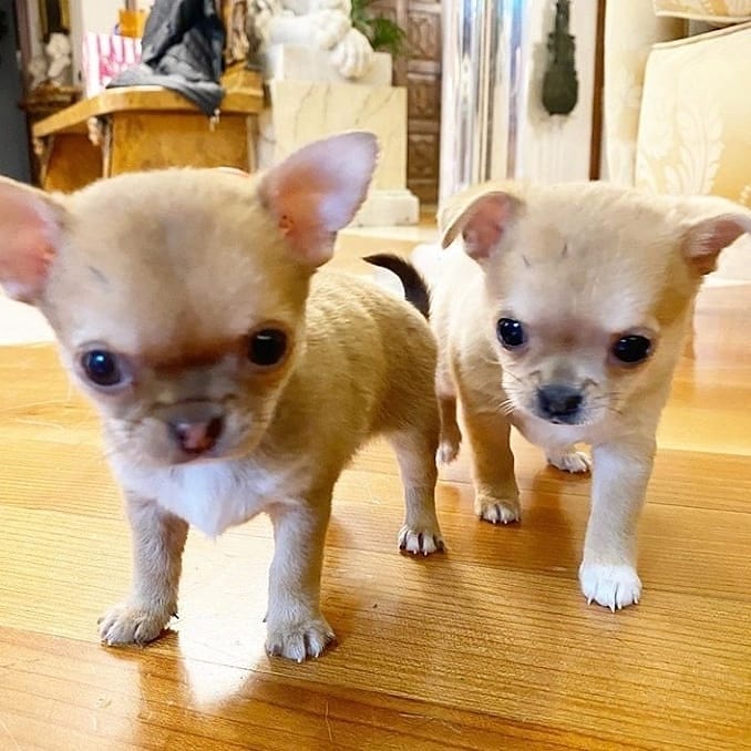 Teacup chihuahua puppies available. Image eClassifieds4u