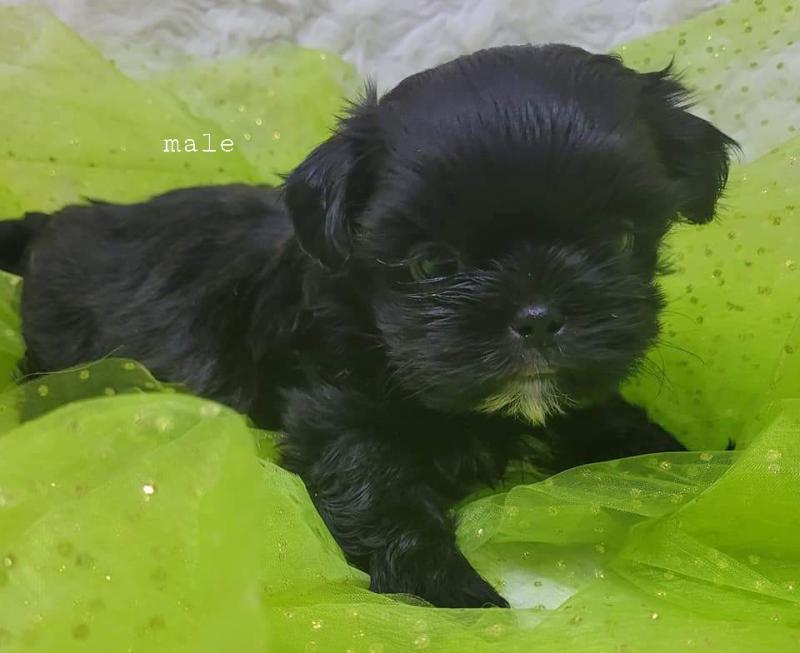 Zhitzu puppies Image eClassifieds4u