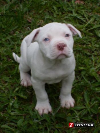 Charming Ckc American Pitbull Terrier Puppies Image eClassifieds4u