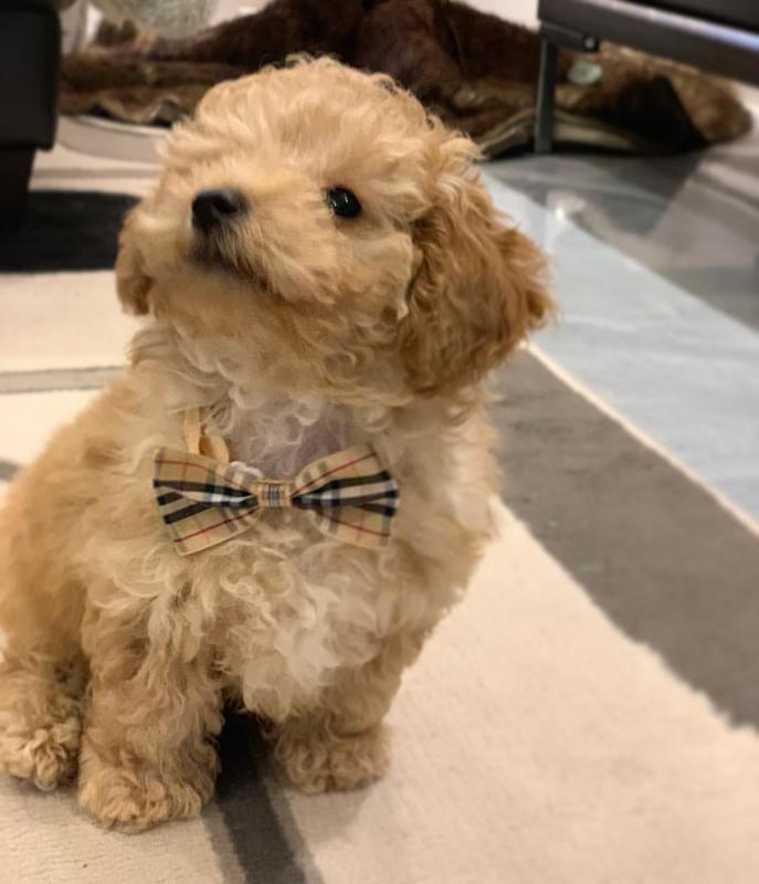 Ckc Toy poodle Puppies Email at us [ mountjordan17@gmail.com ] Image eClassifieds4u