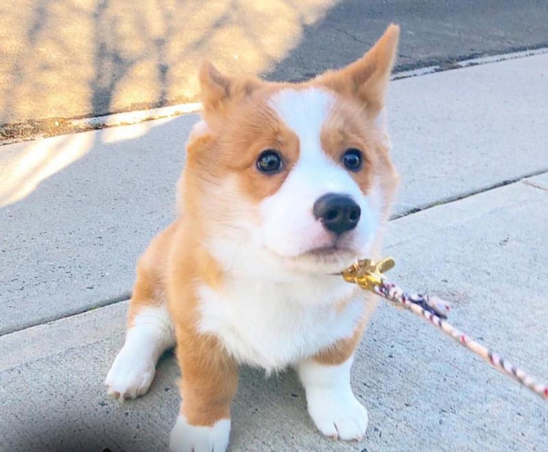 Eye-catching Ckc Pembroke PuppiesEmail at us [ mountjordan17@gmail.com ] Image eClassifieds4u