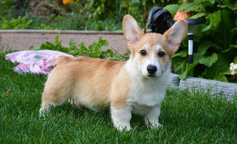 Fabulous Ckc Pembroke Puppies For Re-Homing Image eClassifieds4u