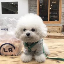 Astounding Ckc Bichon Frise Puppies Available