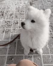 Astounding Ckc Samoyed Puppies Available