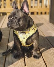 French Bulldog Puppies Ready Ckc Email at us [ mountjordan17@gmail.com ]