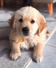 Smart Ckc Golden Retriver Puppies Available