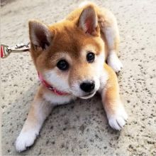 Smart Ckc Shiba Inu Puppies For Adoption