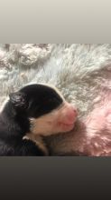 3 part straight back German sheppard one part border collie puppies for sale