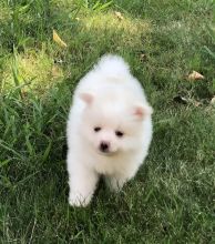 Adorable male and female pomeranian puppies ready to go