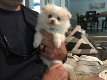 Cute Pomeranian Puppies - 12 weeks old