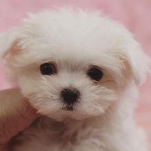 Dramatic Ckc Maltese Puppies