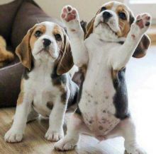 Energetic Ckc Beagle Puppies Available For Adoption