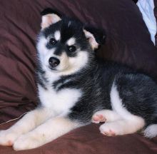 Energetic Ckc pomsky Puppies Available