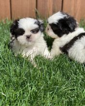 Shih Tzu puppies for sale