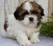 Shih Tzu puppies for sale