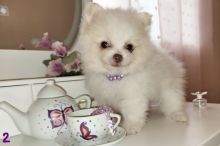 sweet purebred Pomeranian puppies