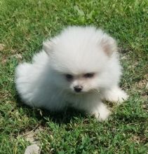 Two Healthy Tiny Pomeranian Puppies