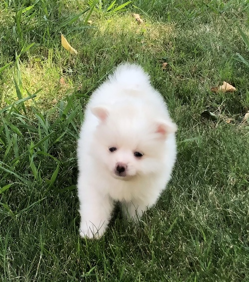 Adorable male and female pomeranian puppies ready to go Image eClassifieds4u